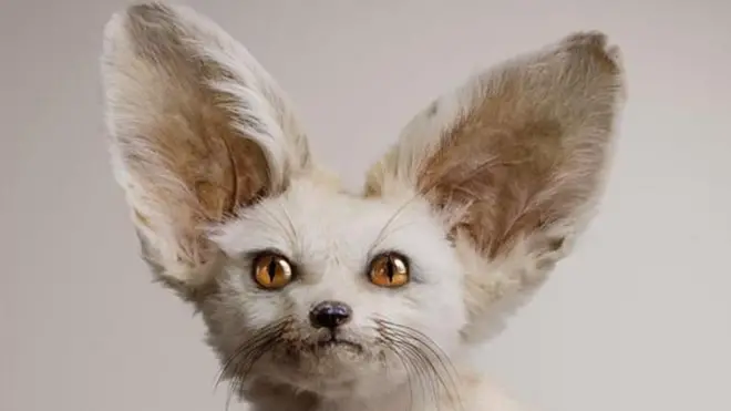 White Fennec es una critura imaginaria creada por el artista Vincent Fournier que tiene el poder de controlar al mente.