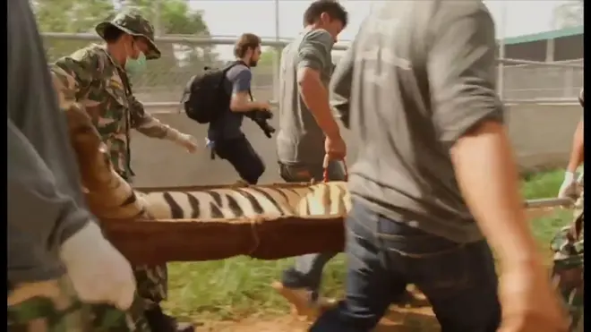 タイガー・テンプル最後のトラ運び出し