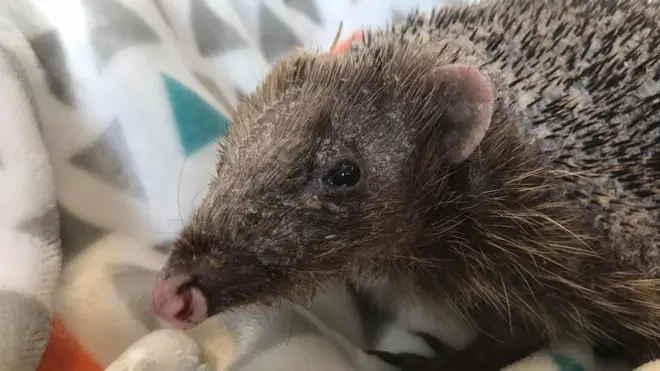 Bear the hedgehog