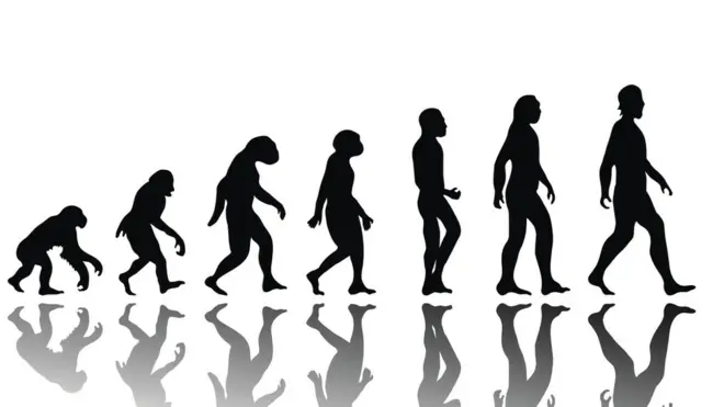 Evolución