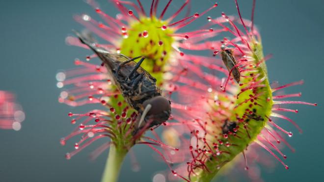 Carnivorous plant devouring its prey