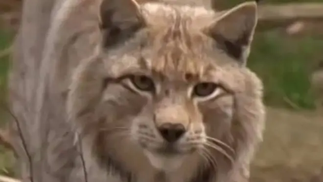 لنکز یا جنگلی بلا