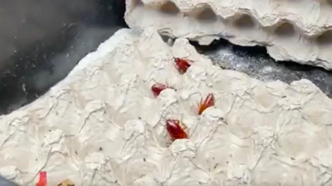 Un entrepreneur kenyan a acheté une maison et en construit une autre grâce à son élevage de cafard.