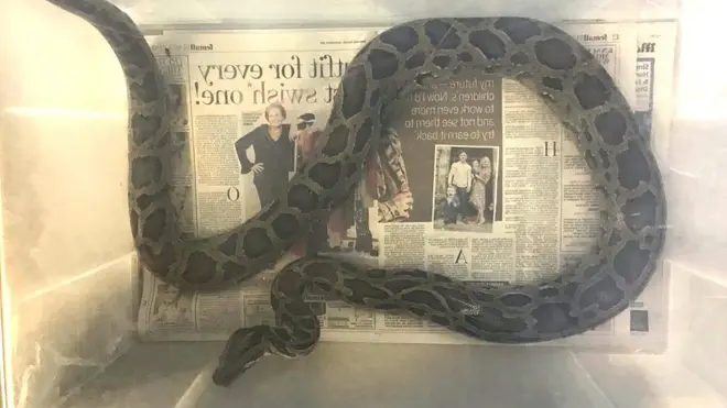 The snake was "very lucky" to have been found in a healthy condition, said the RSPCA