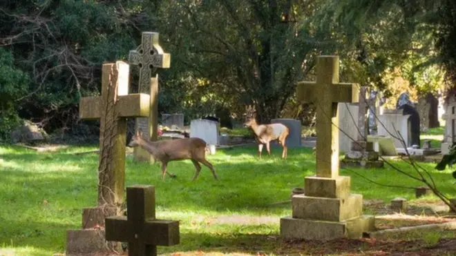 Олени на кладбище