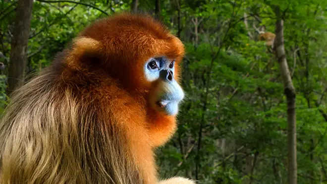Qinling golden snub-nosed monkeys