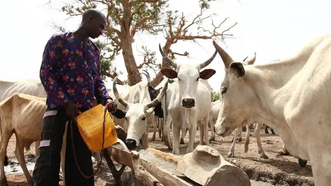 Cattle rearer wey dey feed im cows.