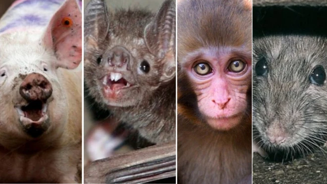 Pandemics wey Pig, Monkey, Bat and Rat dey cause