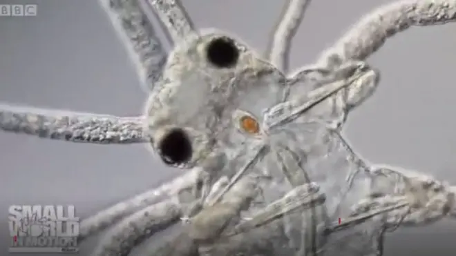 خوربینی کیڑا