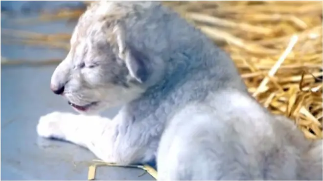 Человек, который спасает животных на войне