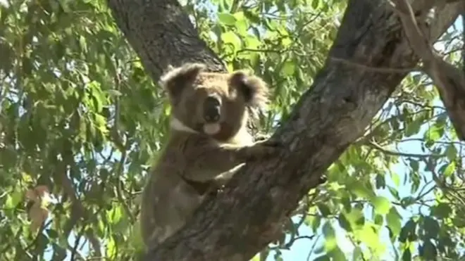 โคอาล่า