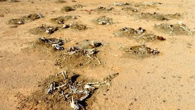 Ukame: Mifugo wengi waangamia Puntland Somalia