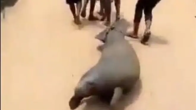 Area boys wey gbab Sea Lion for Nigerian community