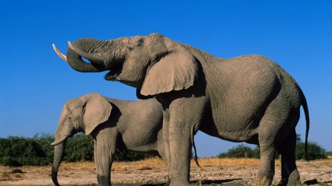 C'est la signature thermique des braconniers captées par la caméra qui les a trahis.