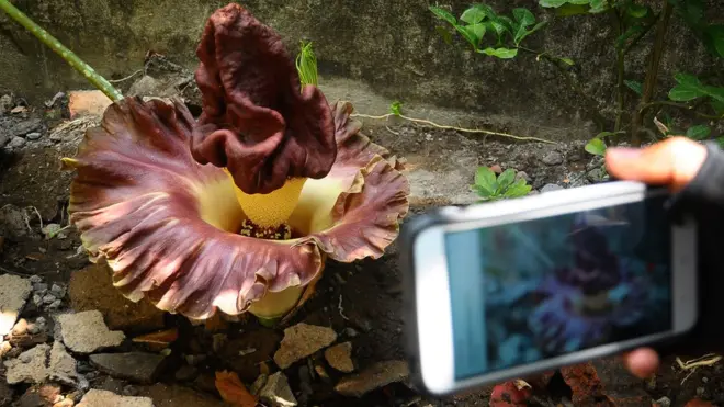 Bunga bangkai (Amorphophallus paeniifolius) yang ditemukan di permukiman menarik perhatian masyarakat setempat.