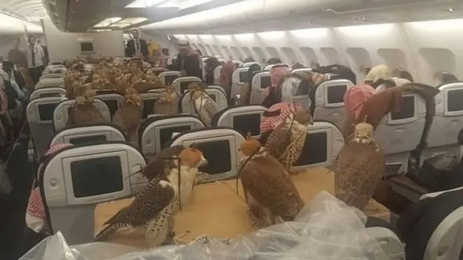 رغم عدم الالتزام بوضع أحزمة الامان لم يبلغ عن أي حالة فوضى تسببت فيها الصقور