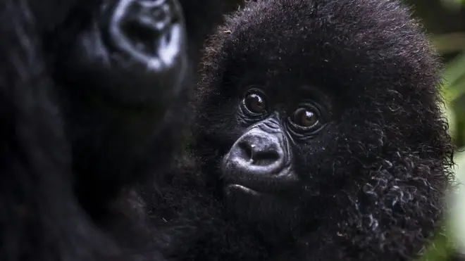 детеныш обезьяны