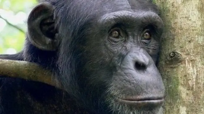 ชิมแปนซี