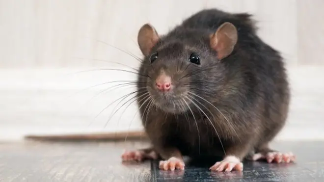The pandemic is making rats change their behaviour