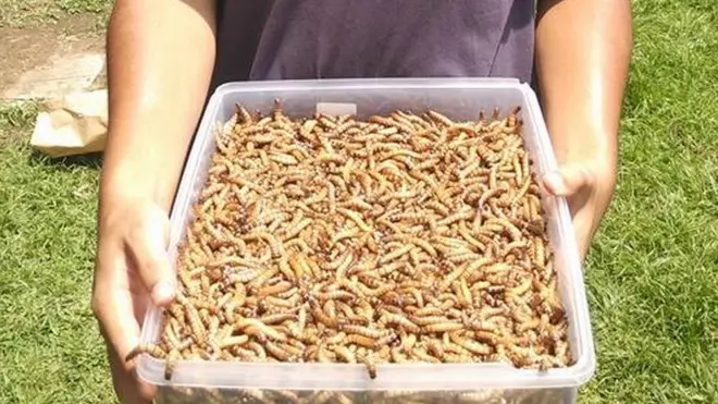 Ulat Jerman yang merupakan telur dari kumbang yang berubah jadi lava.