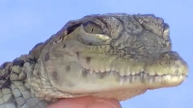 سكان البلدة يربون التماسيح في منازلهم