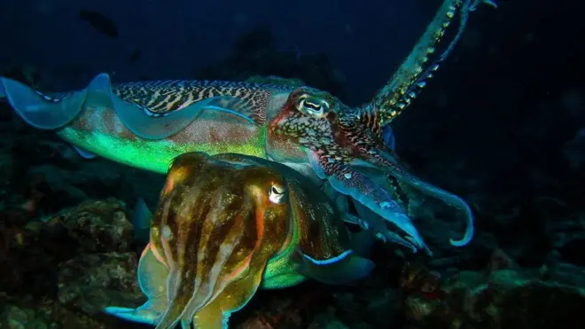 Sepias gigantes australianas apareándose.