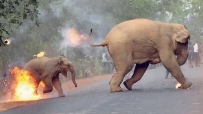 लोकांनी हत्तींच्या कळपावर आगीचे गोळे, फटाके हत्तींवर फेकले होते.
