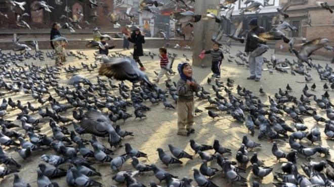 Anak-anak memberikan makanan kepada burung dara di Kathmandu, Nepal.