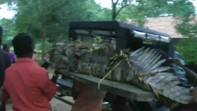 ගම් වැදුණු තවත් කිඹුලෙක්