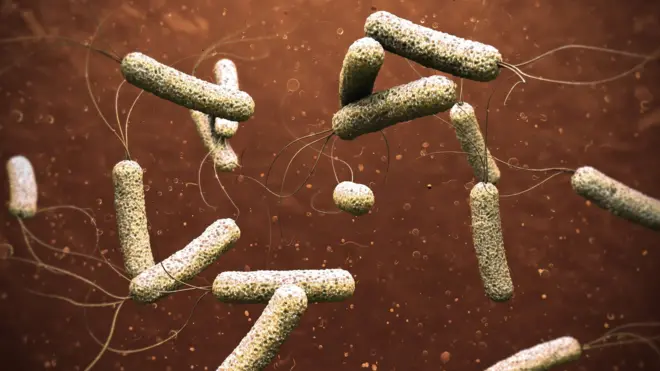 جرثومة الكوليرا