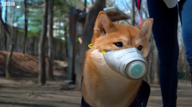 강아지 미세먼지 마스크