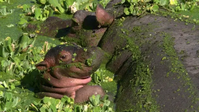 makhluk air, kuda nil, Zambia's South Luangwa National Park