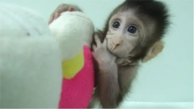 استنساخ قرد لأول مرة في العالم