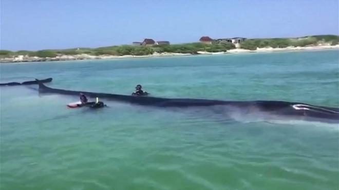 La ballena siendo rescatada.