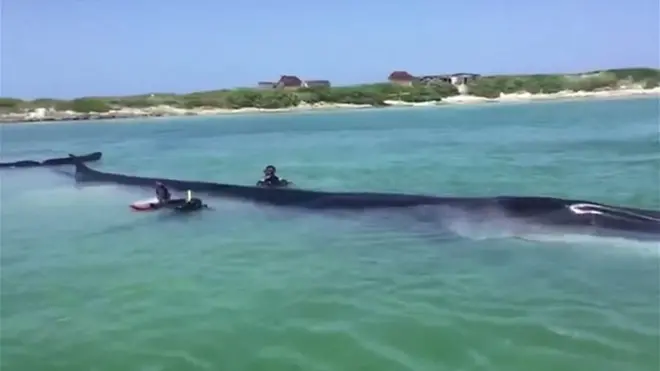 La ballena siendo rescatada.