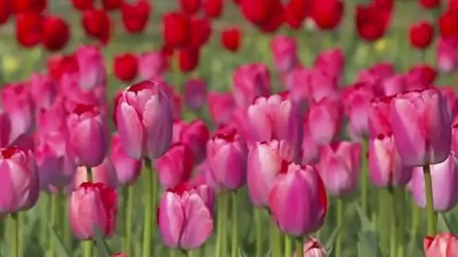ट्यूलिप गार्डन