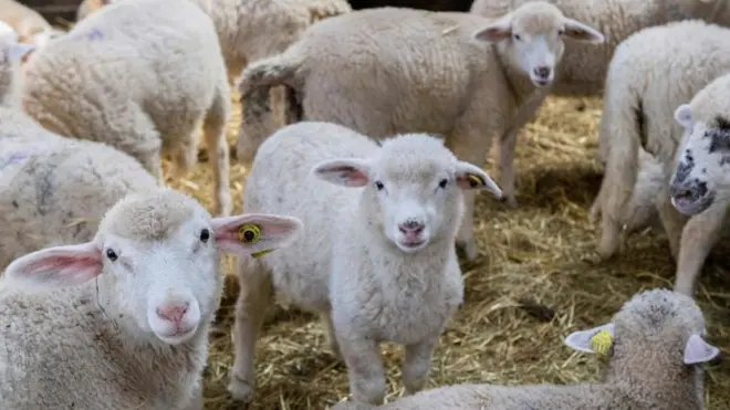 За годину дана би о овим малишанима могли да брину роботи