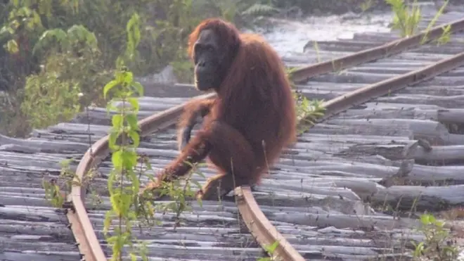 Природне середовище проживання орангутанів
