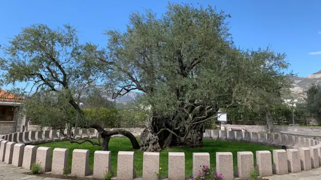 Stara maslina u Baru ima negde između 2014 i 2480 godina