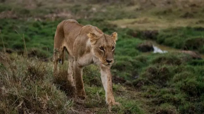 Paarkiin Biyyaalessaa Naayiroobii magaalaa qarqaratti argama