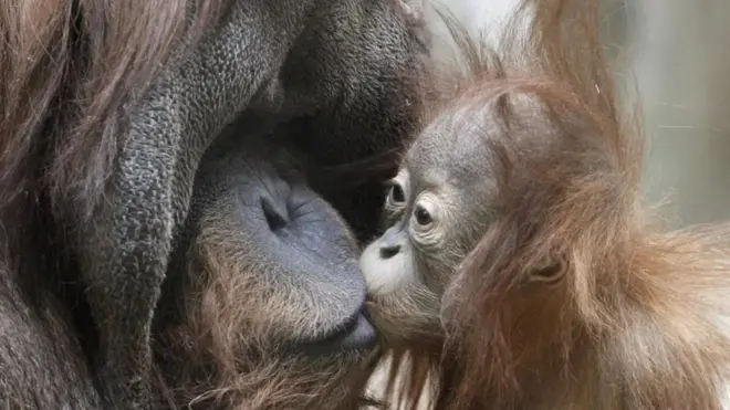 ओरांगुटान