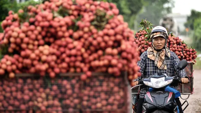 A Vietnamese farmer transports harvested lychees to sell to domestic traders at a wholesale market in Luc Ngan district of Vietnam's Bac Giang province on June 9, 2020.
