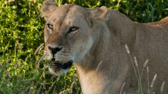 Intare mu majyaruguru ya Tanzania