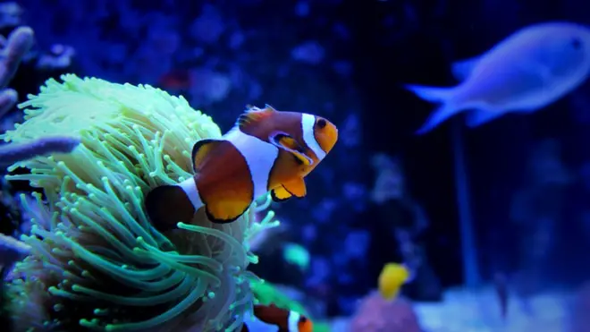 حماية البيئات البحرية