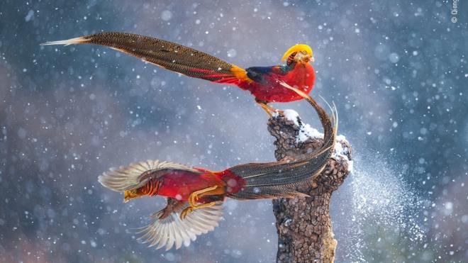 Dois pássaros coloridos, vermelhos e azuis, com grandes penas no rabos, fotografados durante voo sob a neve