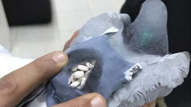 голуб наркотики