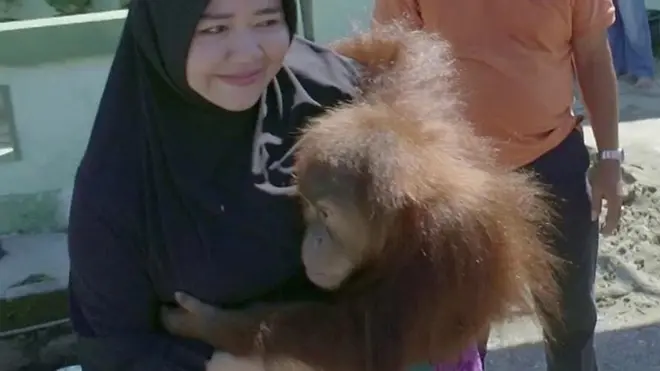 सुमात्राको ओराङ्उटानको बच्चा