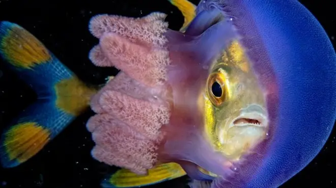 嵌在海蜇身体里的鱼