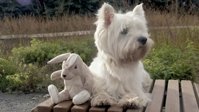 Друг для Джейка: как псу из Москвы ищут плюшевых зайцев по всему миру