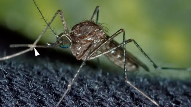 Every two minutes, one pikin under age of 5 years dey die from malaria, according to WHO